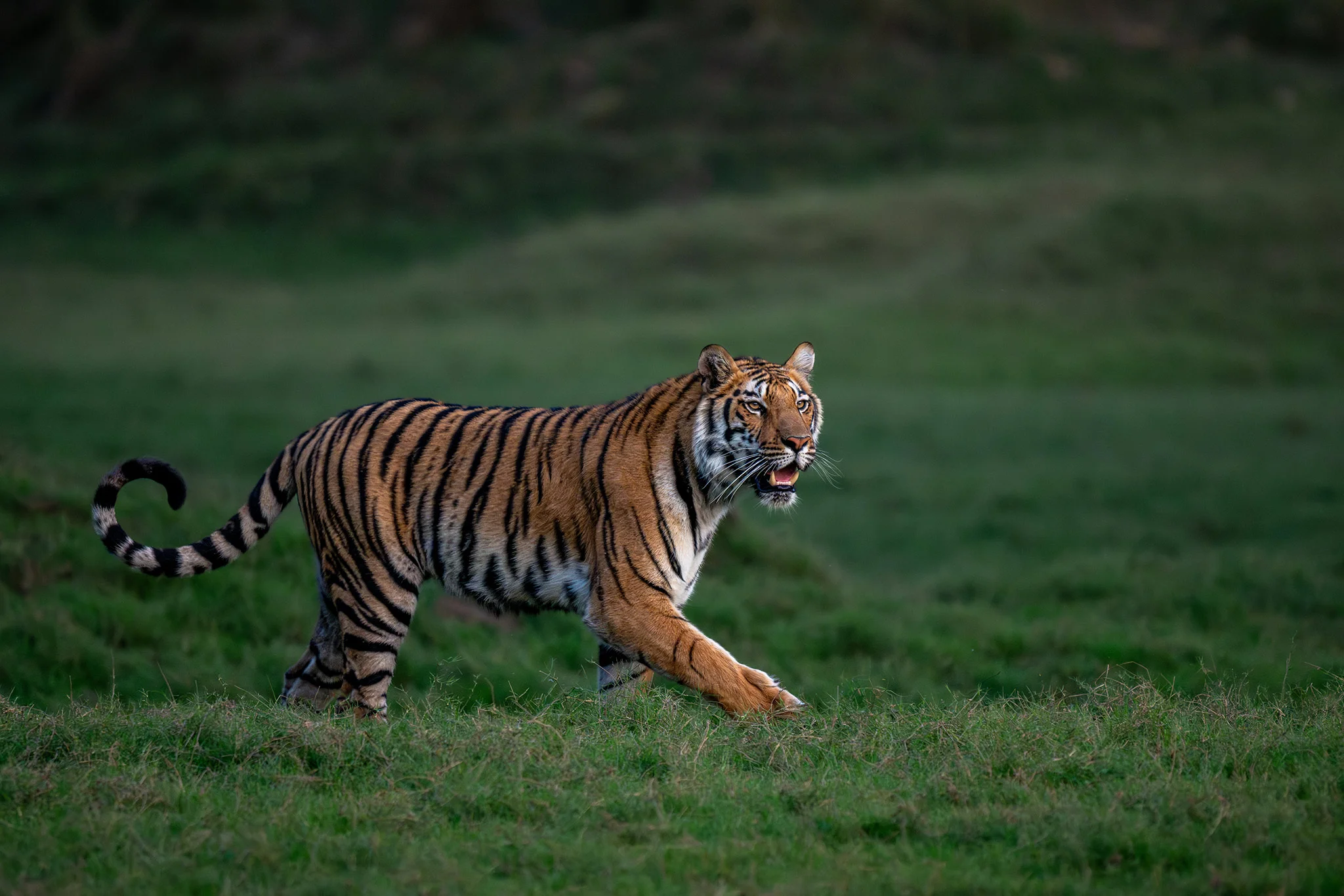 Satpura National Park, Madhya Pradesh, India