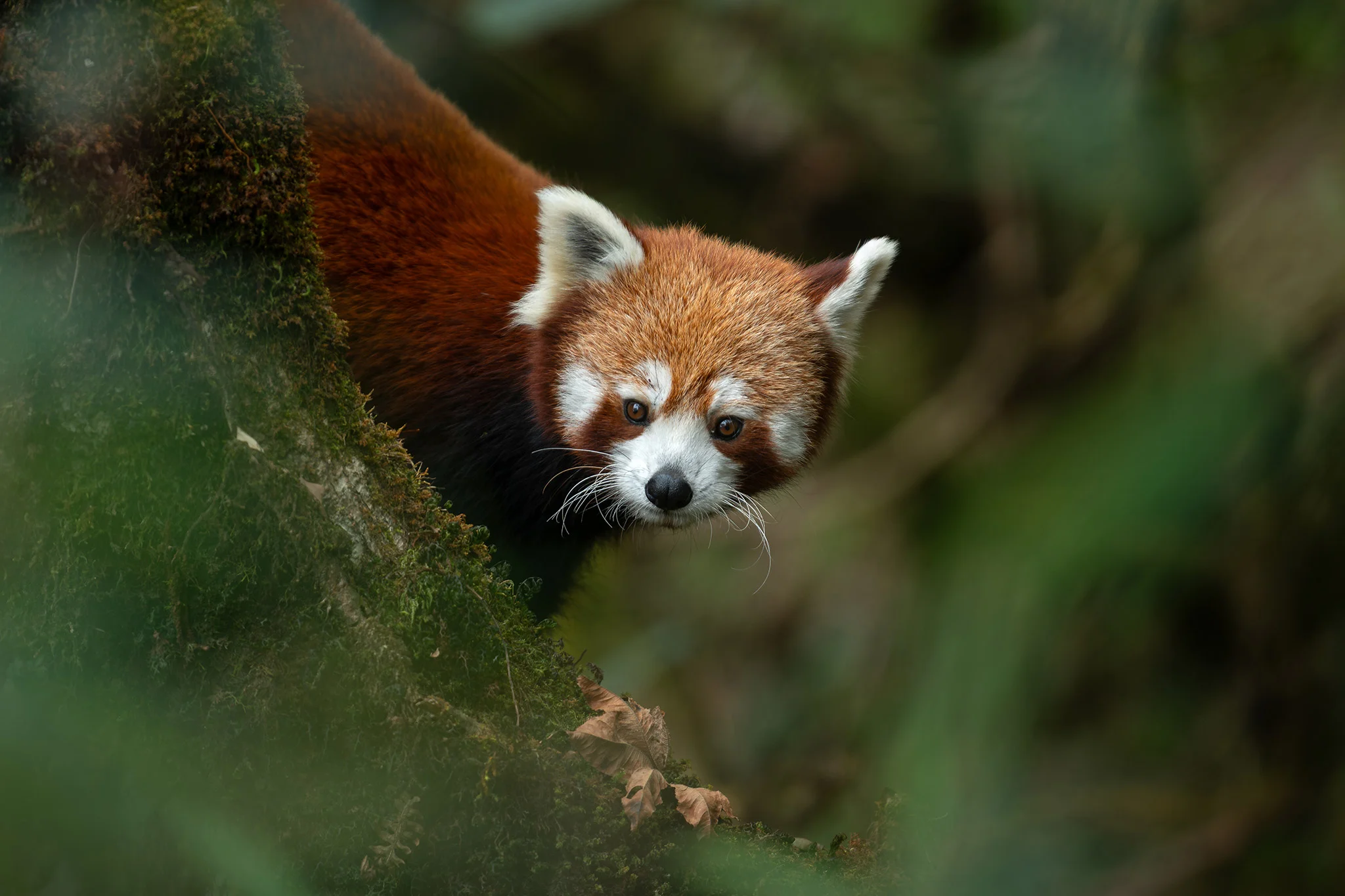 Tumling, Singalila National Park, West Bengal/Nepal Border